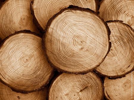 Принципи роботи сучасного ринку деревини